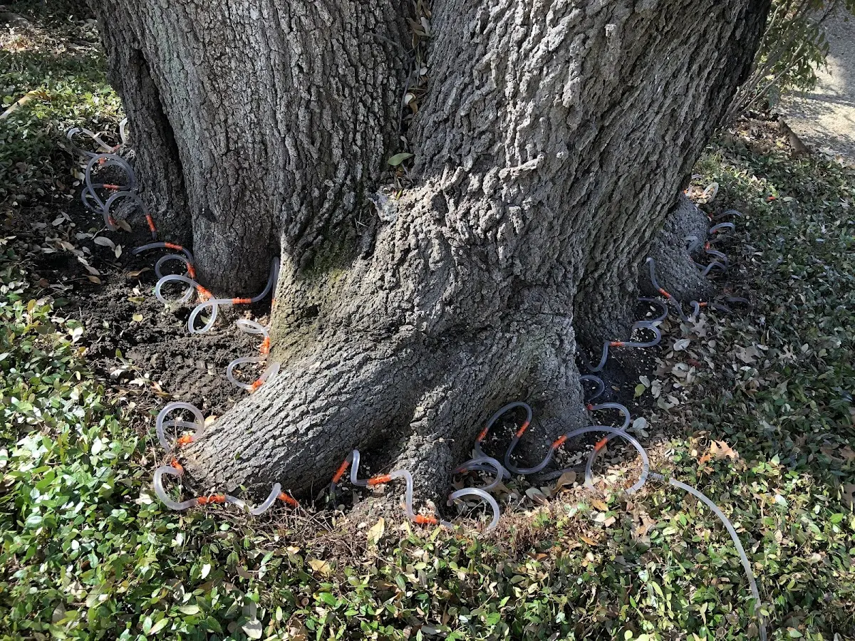 Detailed Tree Cabling and Bracing job site in Glenville