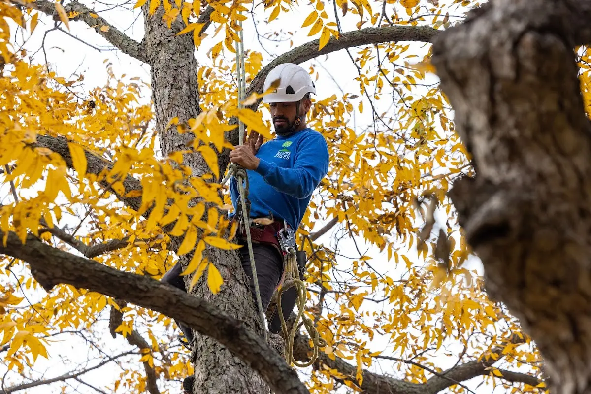 Skilled Tree Planing crew working in Glenville